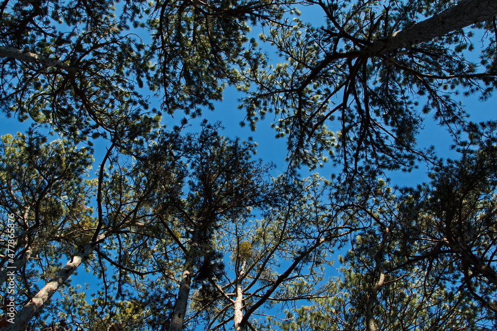 Fototapeta premium Crowns of pine trees on Harzberg,Bad Vöslau,Lower Austria,Austria, Europe 