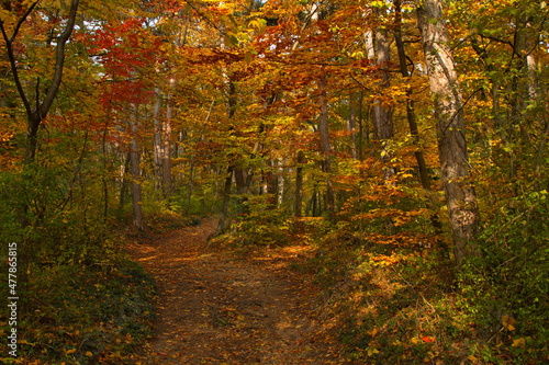 Autumn colors in the forest at Harzberg,Bad Vöslau,Lower Austria,Austria, Europe 