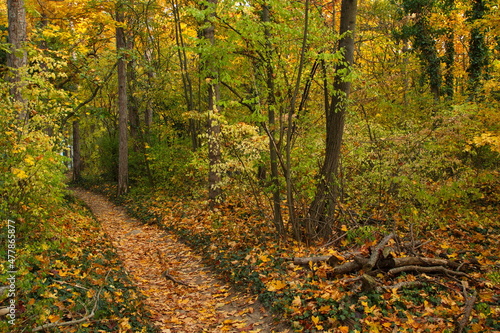 Autumn colors in the forest at Harzberg,Bad Vöslau,Lower Austria,Austria, Europe 