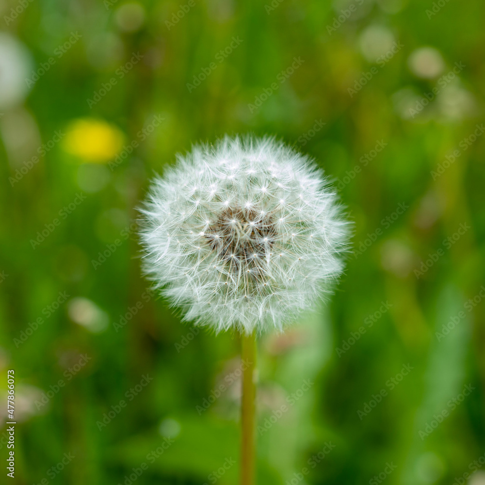 Fototapeta premium dandelion on green background