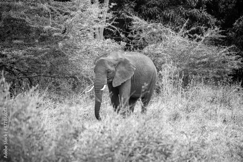 wild animals in ngorongoro crater tanzania