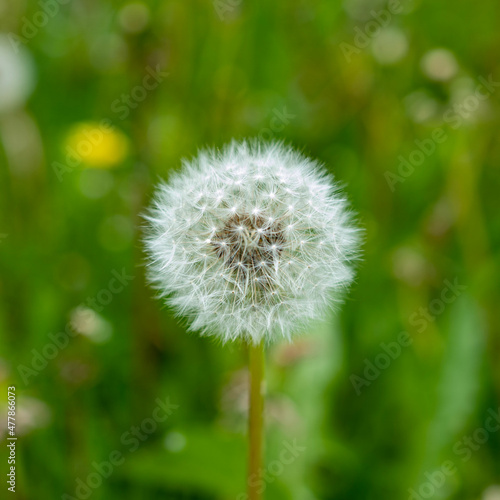 dandelion on green background