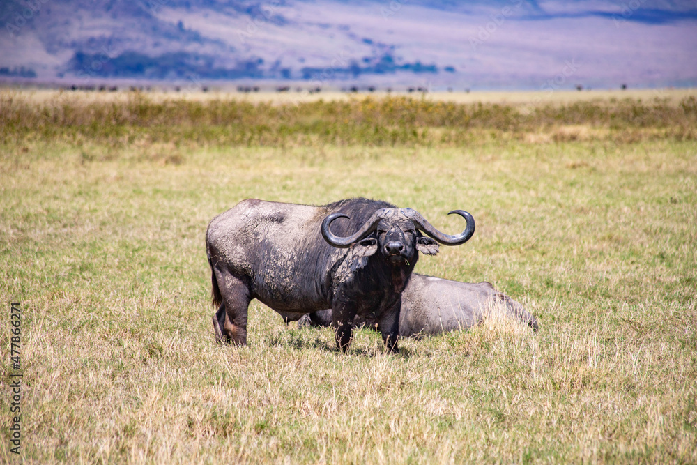 Obraz premium Ngorongoro crater wild life in tanzania