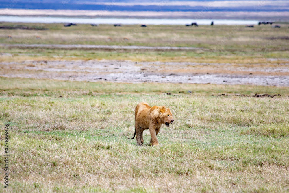 Fototapeta premium Ngorongoro crater wild life in tanzania