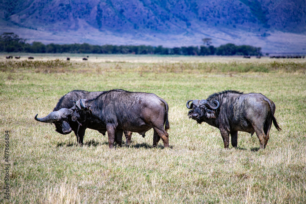 Ngorongoro crater wild life in tanzania Ngorongoro crater wild life in tanzania