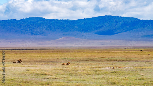 Ngorongoro crater wild life in tanzania © Olivier