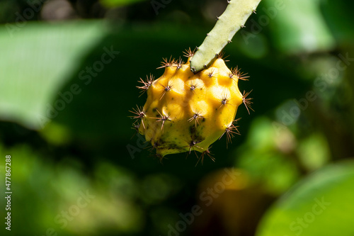 Pitahaya o fruta del dragón son nombres de los frutos de diversas especies del género Hylocereus de la familia Cactaceae, proveniente de América