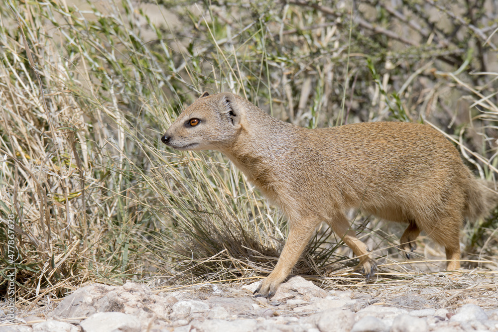 Fototapeta premium Kgalagadi Transfrontier National Park, South Africa: Yellow mongoose