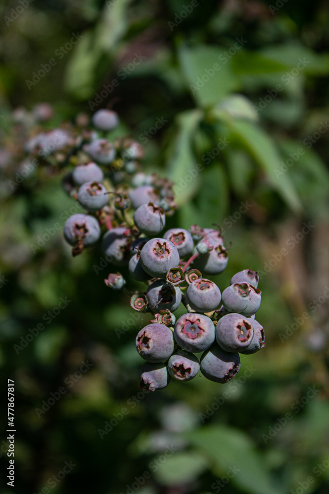 Bluberry - Vaccinium corymbosum Bluberry - Vaccinium corymbosum