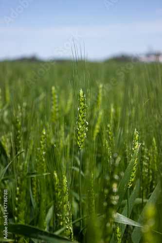 Wheat field