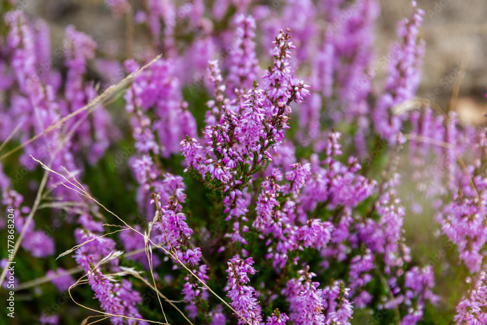 Obraz premium Die Lüneburger Heide in voller Blüte in dem Gebiet um Bispingen, Wilseder Berg, Totengrund