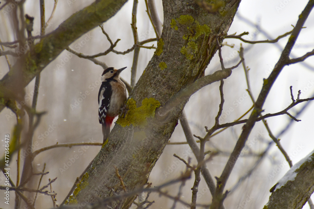 The red-headed woodpecker searches for larvae in the trunk of a tree. The red-headed woodpecker searches for larvae in the trunk of a tree.