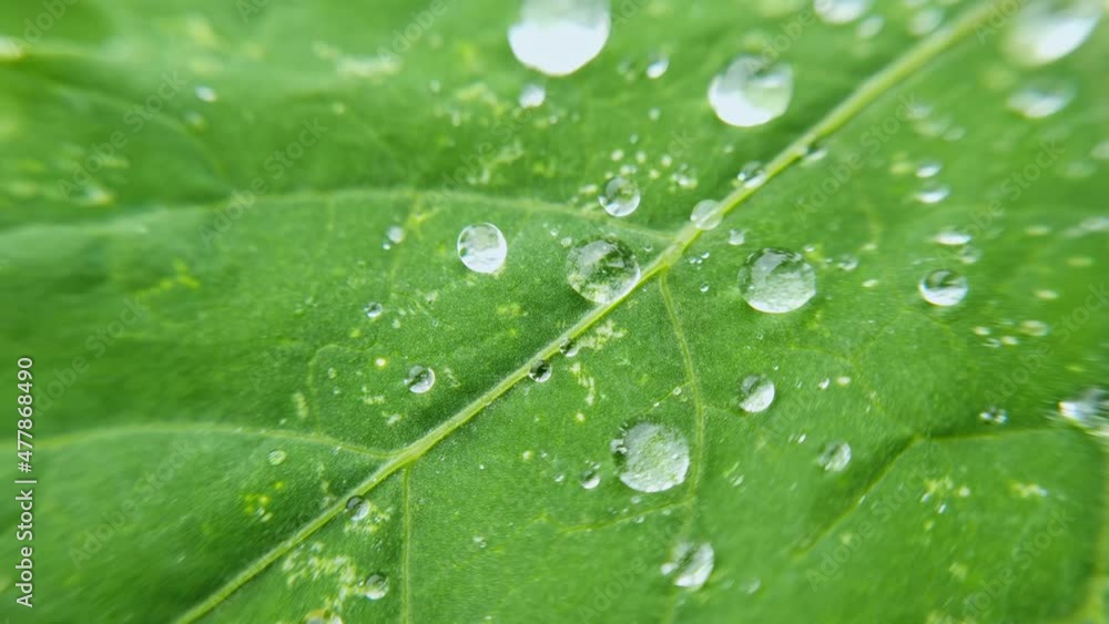 Water drop on green leaf. Nature background. Transparent wet bubble. Botany liquid detail. Summer raindrop. Slow motion. Pure wash concept. Morning garden sphere Water drop on green leaf. Nature background. Transparent wet bubble. Botany liquid detail. Summer raindrop. Slow motion. Pure wash concept. Morning garden sphere