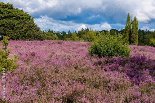 Die Lüneburger Heide in voller Blüte in dem Gebiet um Bispingen, Wilseder Berg, Totengrund