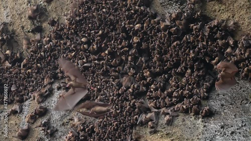  The middle plan of a large brown rocky wall on which sits a flock of bats, some of them flying in front of the camera waving huge wings. Animal life in the wild in slow motion. photo