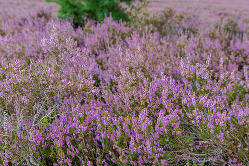 Die Lüneburger Heide in voller Blüte in dem Gebiet um Bispingen, Wilseder Berg, Totengrund