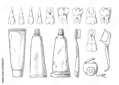 Dental hygiene sketch. Hand drawn human teeth types with toothbrush and toothpaste. Toothpick and dentistry floss. Oral health care tools. Vector black and white medical elements set