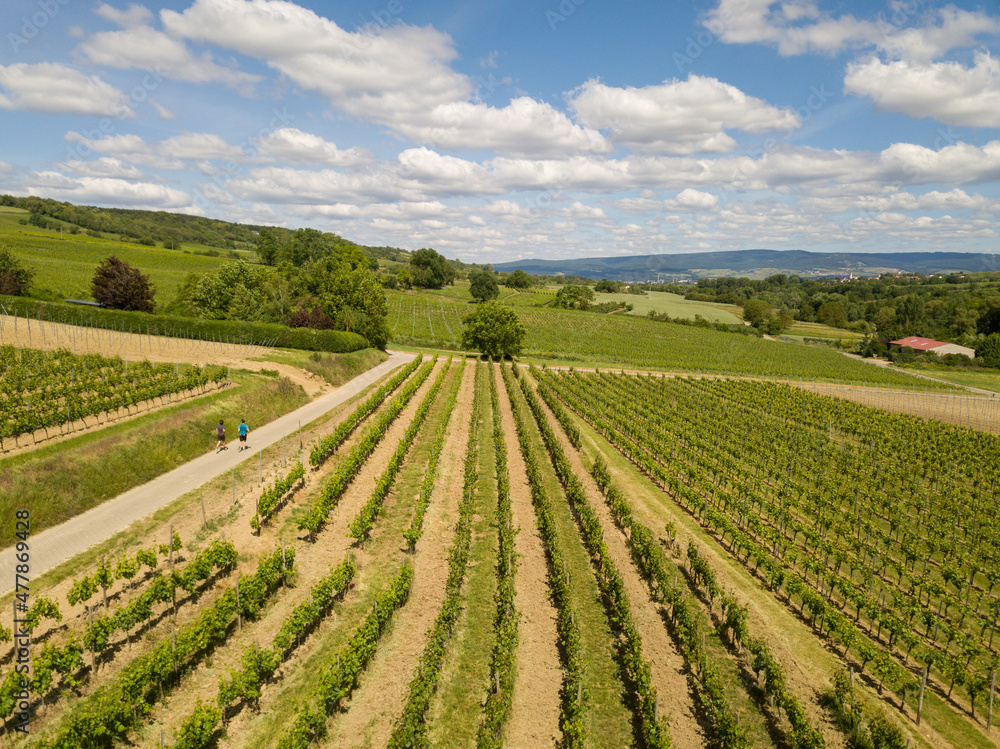 Aerial Drone Panorama of Vineyards and fields of the Rheinhessen area at Großwinternheim close to Ingelheim on a sunny day with clouds	