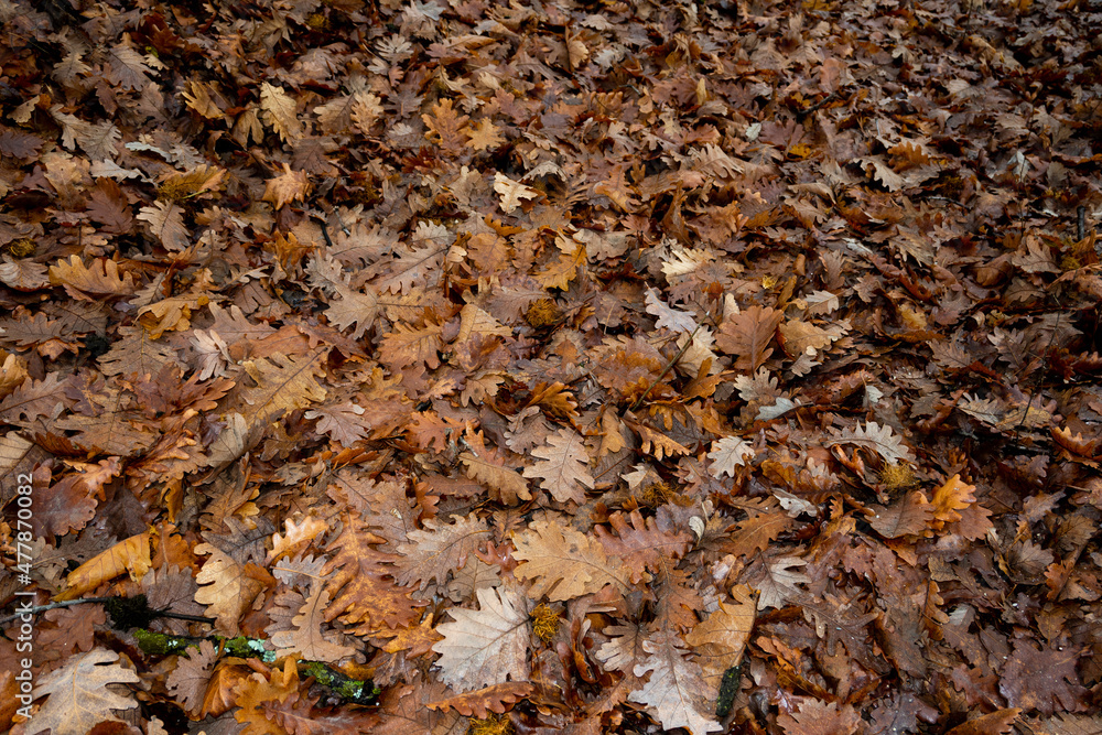 Carpet of leaves in the forest. Dried leaves in the forest. Texture.