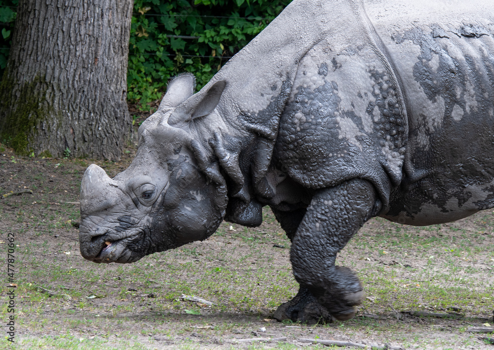 Fototapeta premium A rhinoceros walking in the Nyiregyhaza Zoo