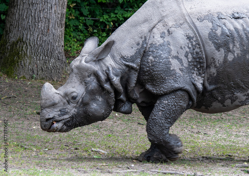 A rhinoceros walking in the Nyiregyhaza Zoo