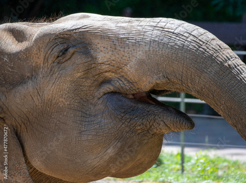 A small smile of an elephant from Nyiregyhaza Zoo, Hungary photo