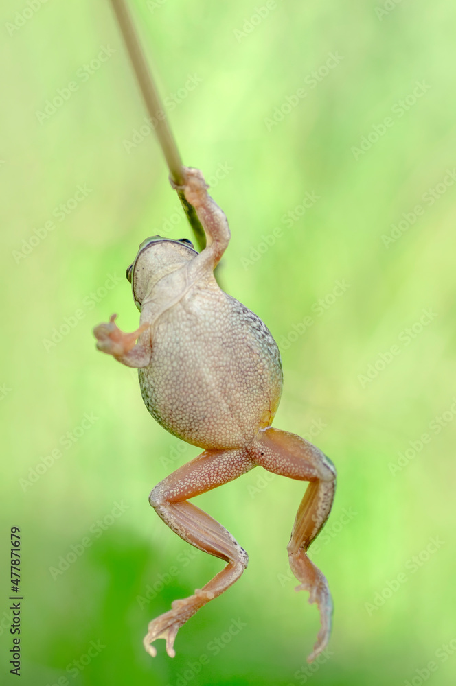 Fototapeta premium Europaean tree frog Hyla arborea from water onto dry reed-mace leaf in natural background