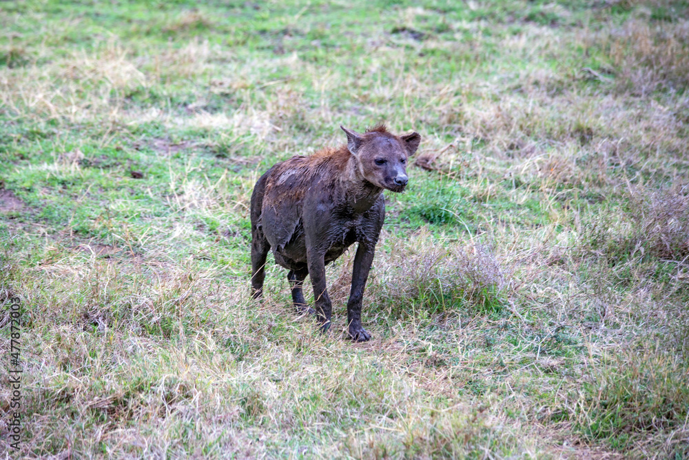 Fototapeta premium wild boar in the wild