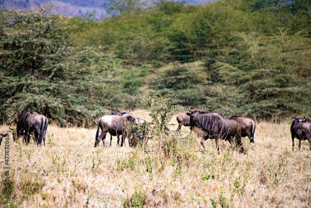 herd of wildebeest herd of wildebeest