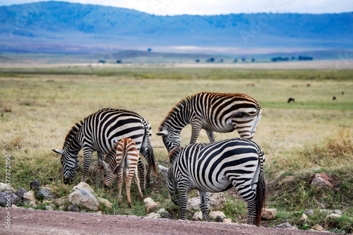 African wild animals in Tanzania