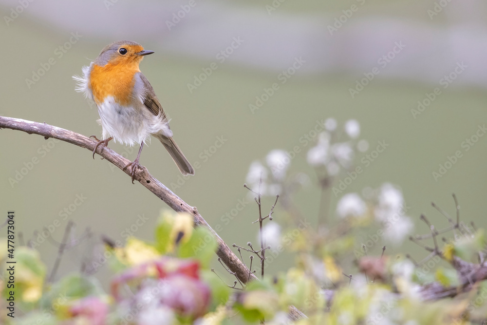 Robin (Erithacus rubecula). Bird in family Turdidae, photographed in Abruzzo, Italy