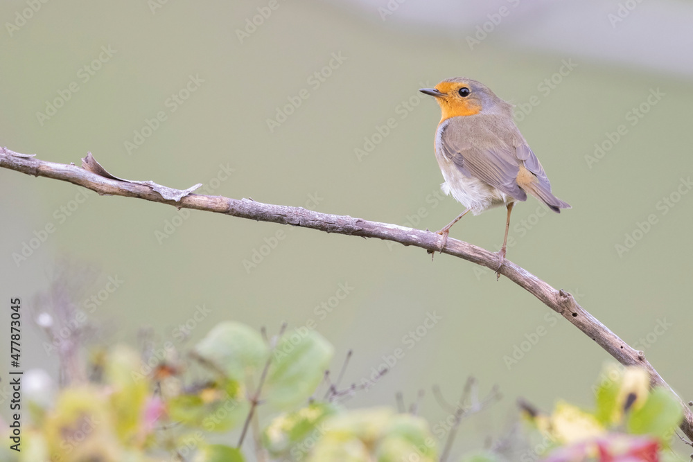 Robin (Erithacus rubecula). Bird in family Turdidae, photographed in Abruzzo, Italy Robin (Erithacus rubecula). Bird in family Turdidae, photographed in Abruzzo, Italy