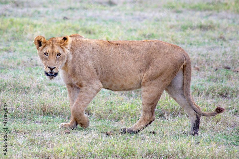 African wild animals in Tanzania African wild animals in Tanzania