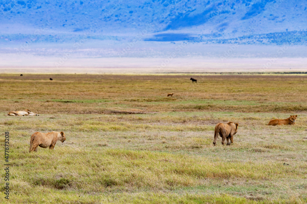 African wild animals in Tanzania