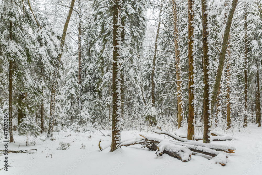 Fototapeta premium Winter forest in the snow, beautiful nature.