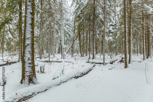 Winter forest in the snow, beautiful nature.