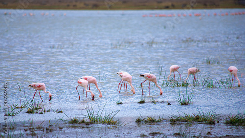 Konstfotografi African wild animals in Tanzania