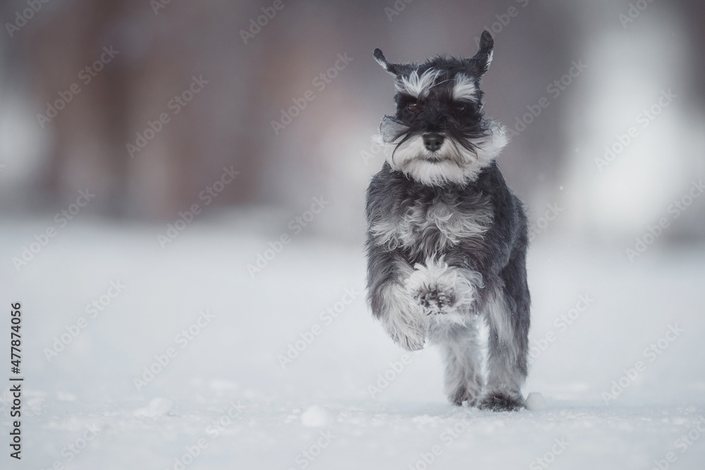 dog Miniature Schnauzer in winter dog Miniature Schnauzer in winter