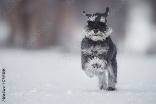 Fototapeta Naklejka Na Ścianę i Meble -  dog Miniature Schnauzer in winter