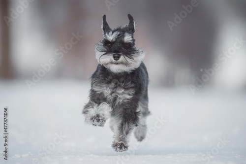 Fototapeta Naklejka Na Ścianę i Meble -  dog Miniature Schnauzer in winter
