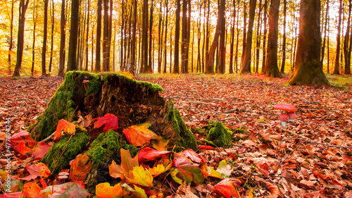 Fotografie, Obraz Autumn colours in a forest, Jutland, Denmark