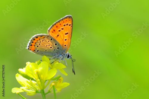 Macro shots, Beautiful nature scene. Closeup beautiful butterfly sitting on the flower in a summer garden.