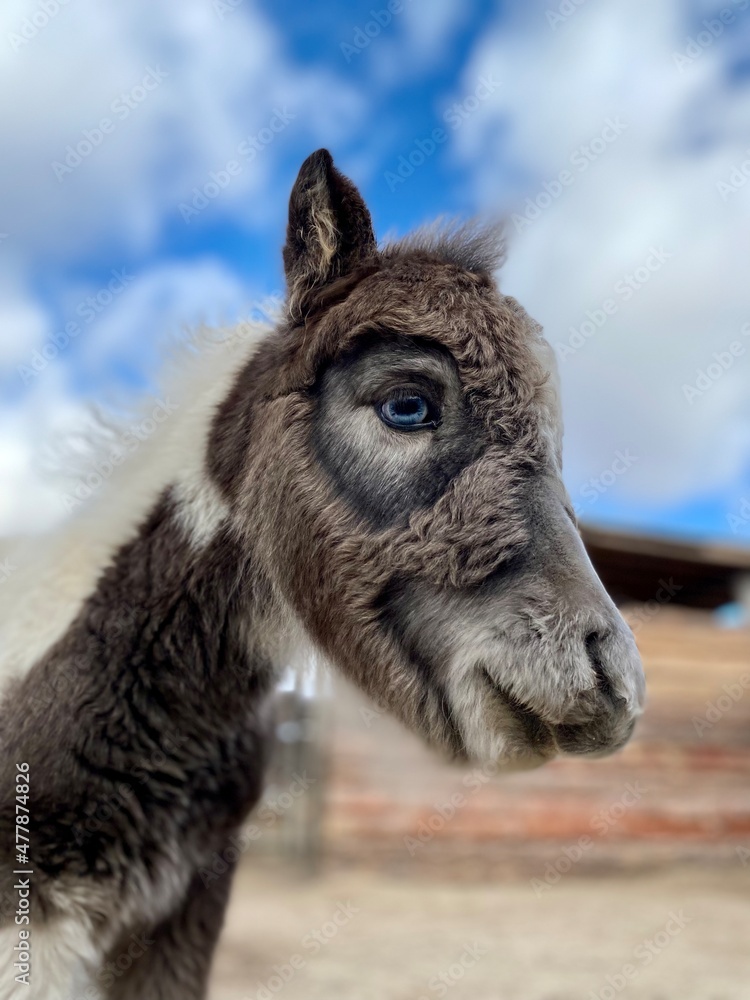 portrait of a pony