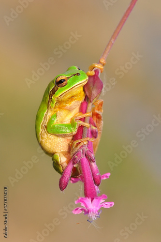 Europaean tree frog Hyla arborea from water onto dry reed-mace leaf in natural background