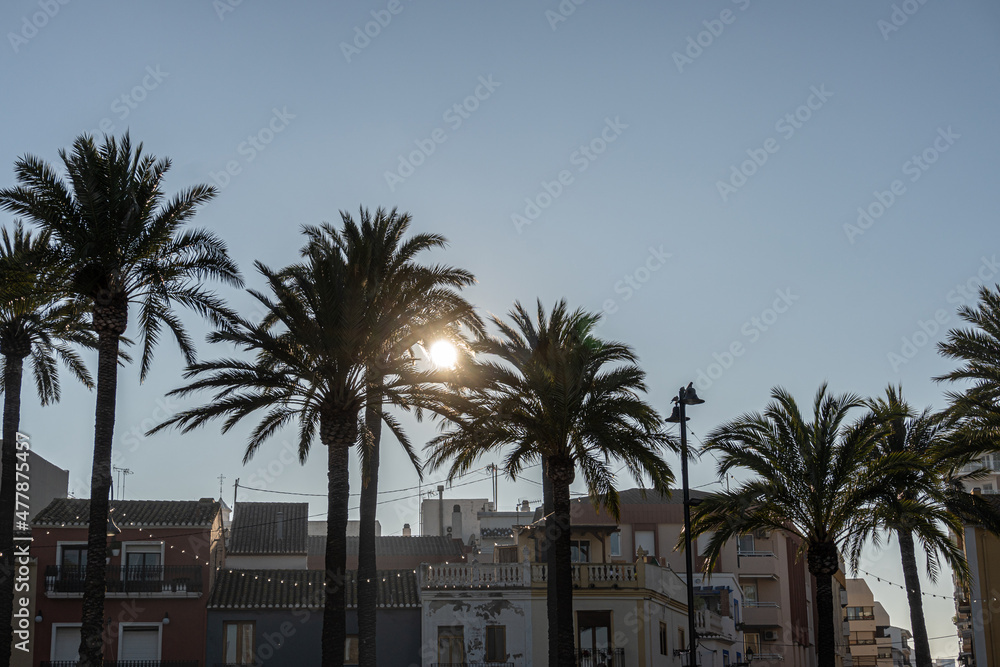 Palm trees with the sun behind, in Denia (Alicante, Spain).