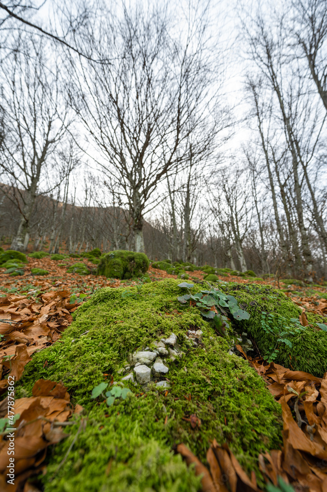 Italy January 2022, panoramic view of a beech forest with moss and dry autumn leaves of Monte Cucco in Umbria