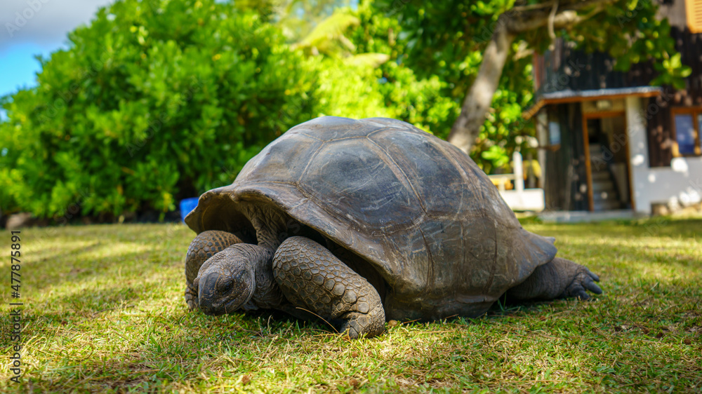 giant tortoise on curieuse island on the seychelles giant tortoise on curieuse island on the seychelles