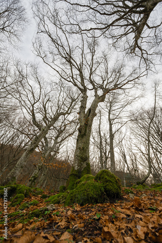 Italy January 2022, panoramic view of a beech forest with moss and dry autumn leaves of Monte Cucco in Umbria