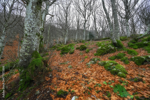 Italy January 2022, panoramic view of a beech forest with moss and dry autumn leaves of Monte Cucco in Umbria photo