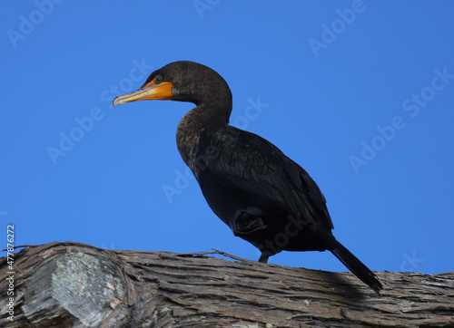 double-crested cormorant  © Michael